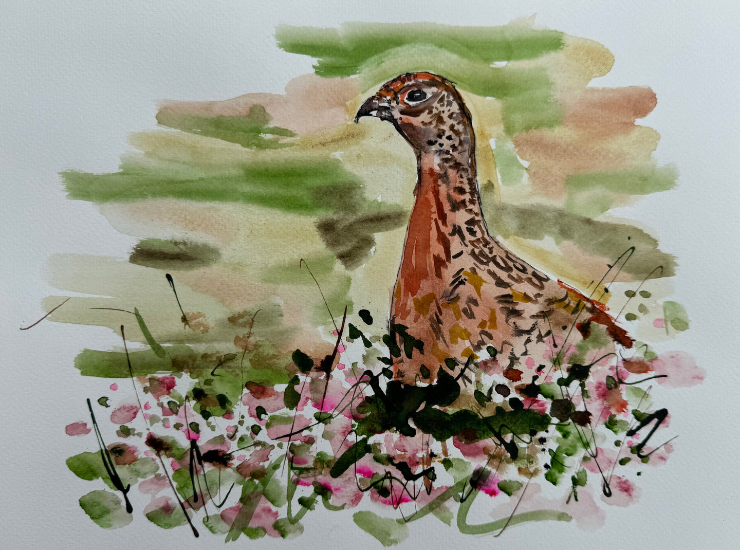 Grouse (not famous) - Bird Painting